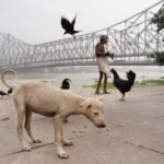 Pessoa agachada na calçada alimentando um cachorro de rua sob a luz suave do dia