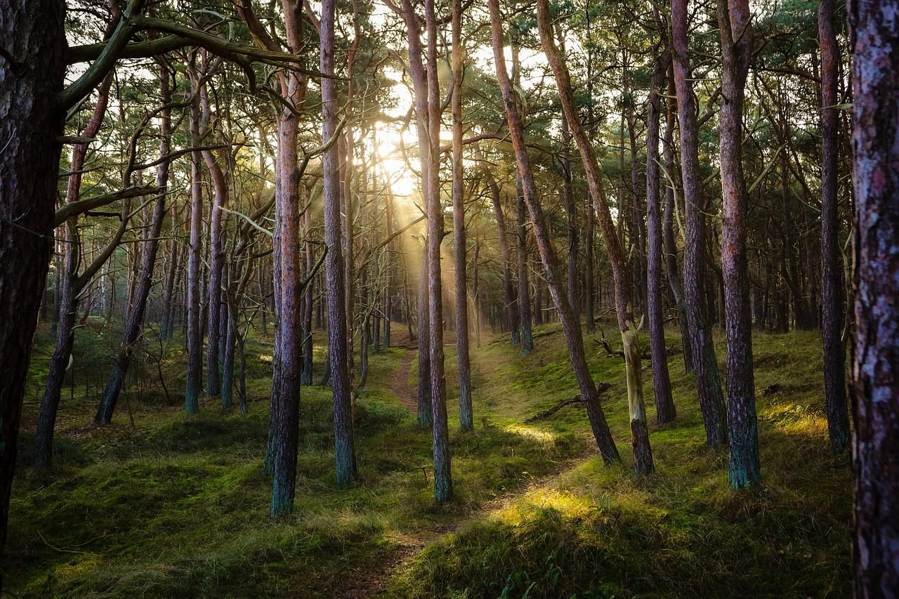 Caminho tranquilo na natureza iluminado pelos raios suaves da manhã.